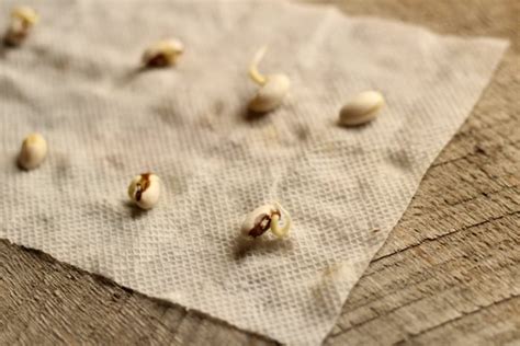 How to Test Seeds for Viability | The Prairie Homestead