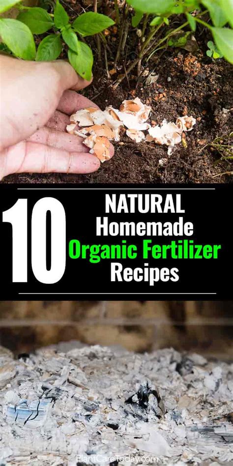 Making Organic Fertilizer: 10 Homemade Natural Fertilizer Recipes