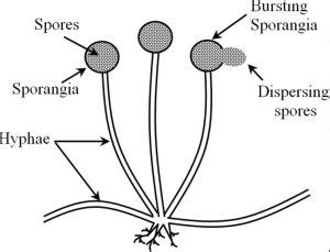 Spore Formation - Class 10, How do organism Reproduce