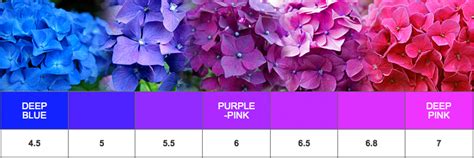 CHANGING THE COLOR OF YOUR HYDRANGEAS - Lorraine Ballato