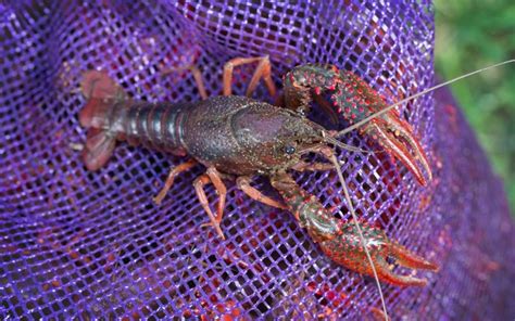 How We Ship Our Crawfish | Acadia Crawfish | Louisiana