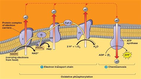 Electron Transport Chain and ATP Synthesis – Journal of Experimental ...