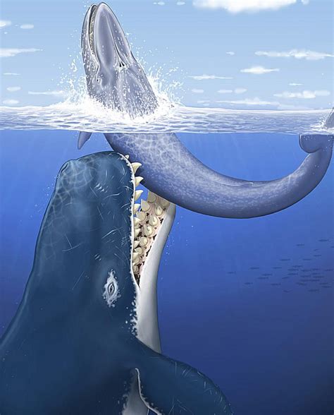 Facts About Leviathan, the Giant Prehistoric Whale