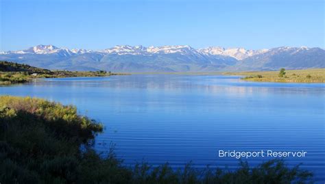 Spring Fishing Guide Near Bridgeport Ca.