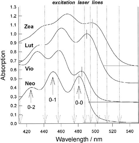 Xanthophyll Absorption Spectrum