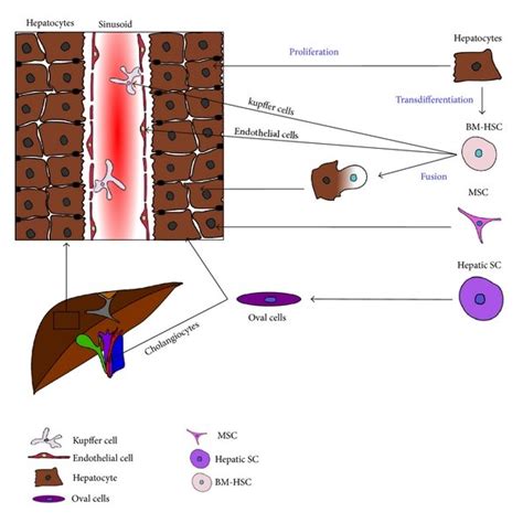 Cell sources for hepatocyte regeneration. Liver regeneration was... | Download Scientific Diagram