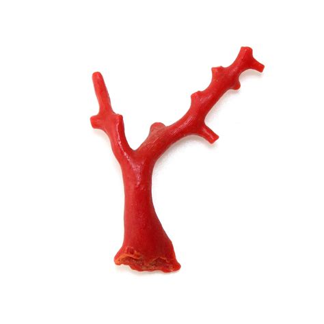 Coral rojo (Red Coral) - Rock Identifier