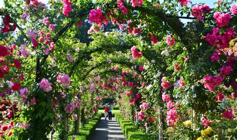 The Butchart Gardens – Victoria, Canada – Rose Garden