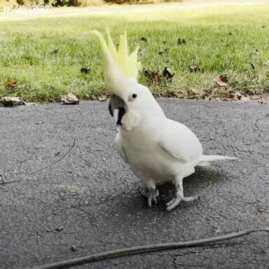 Crazy cockatoo laughs like a villain & chases family for fun – Madly Odd!