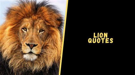 Top 20 Badass Attitude Quotes About Lion For A Dose Of Motivation