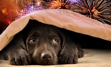 Italian Town Switches To Silent Fireworks To Protect Animals - True ...