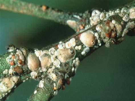 Apricot treatments, most common diseases and pests of this fruit tree, Nexles