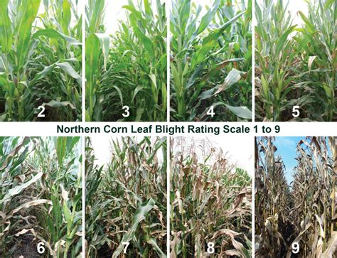 Managing Corn Diseases | Crop Science US