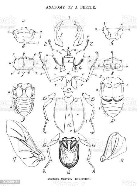 Anatomy Of A Beetle Stock Illustration - Download Image Now - Anatomy, Insect, Stag Beetle - iStock