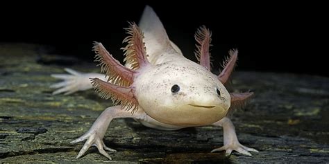 Scopriamo Insieme L'axolotl, La Salamandra In Via D'estinzione