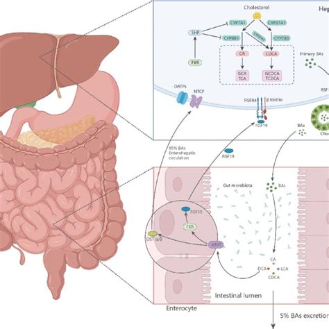 Enterohepatic circulation. | Download Scientific Diagram