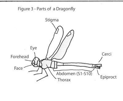 Anatomy Of A Dragonfly - Anatomical Charts & Posters