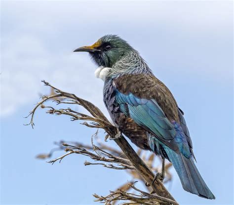 New Zealand native Tui | Tui bird, Beautiful birds, Pet birds