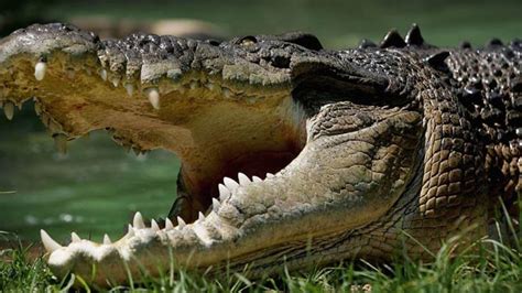 Saltwater crocodile (Crocodylus porosus) | DinoAnimals.com