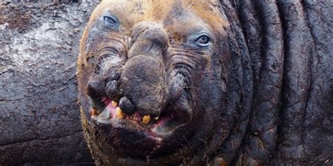 What Is The Most Ugliest Animal In The World - Villalvazo Hatchowze