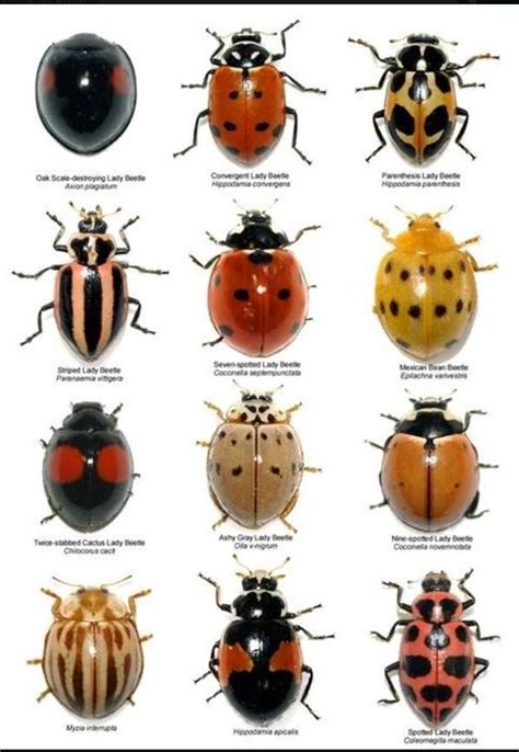 Lady bug ID | Bugs and insects, Ladybug, Insects