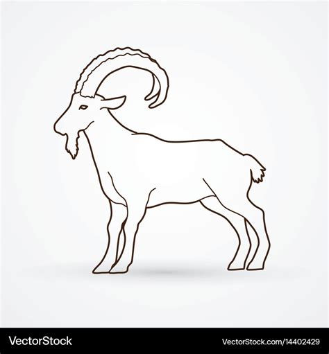 Mountain goat ibex standing Royalty Free Vector Image