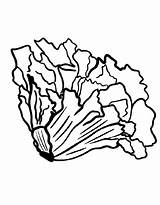 Vegetable Coloring Pages Free Printable PDF sketch template