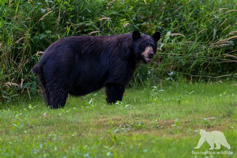 Black Bears Canada - Fascination Wildlife