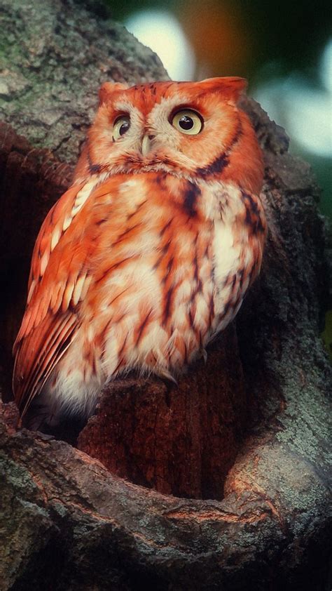 Madagascar Red Owl | Cute animals, Birds