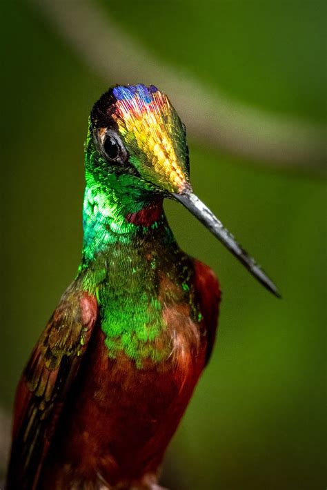 Rainbow Starfrontlet Hummingbird [OC] : wildlifephotography