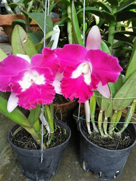 Harga Anggrek Cattleya Ungu - Orchids | Plants