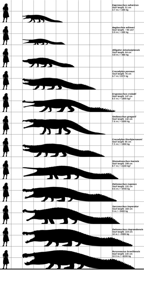 Size comparisons of numerous living and extinct semi-aquatic reptiles. Art by RandomDino on ...