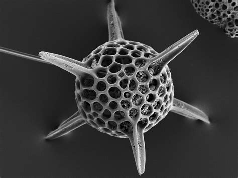 Radiolaria acquired with ZEISS Sigma 500 | Radiolaria acquir… | Flickr