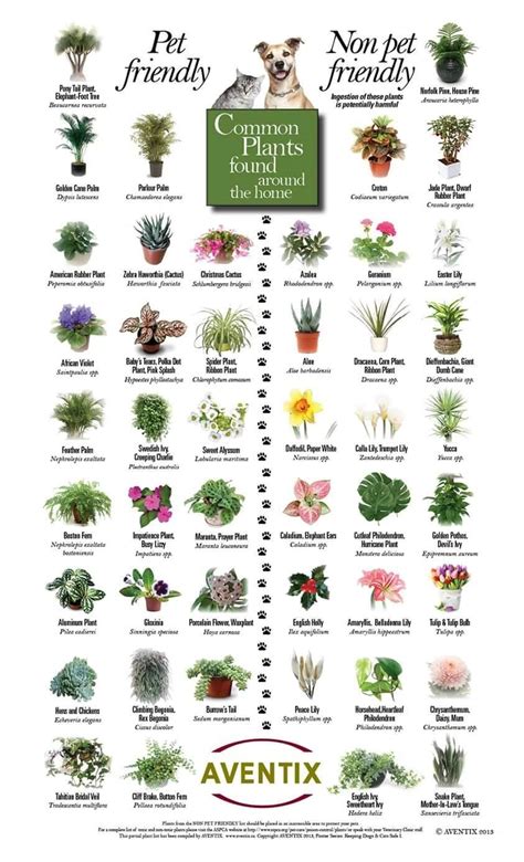 Poisonous Plants and Your Pet