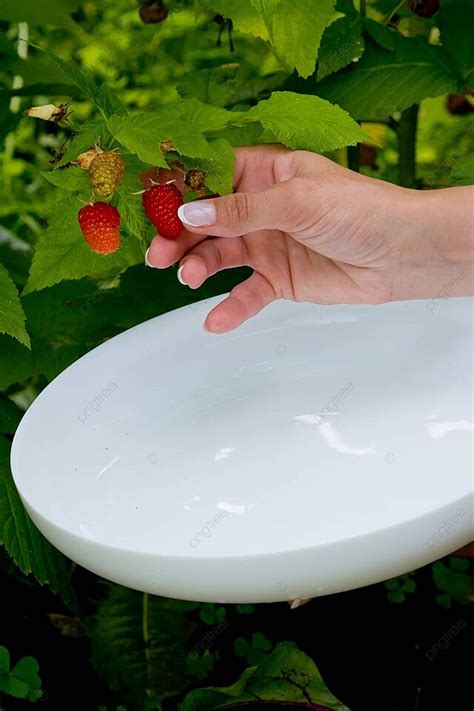 Female Harvesting Red Sweet And Ripe Raspberries From A Raspberry Bush Photo Background And ...