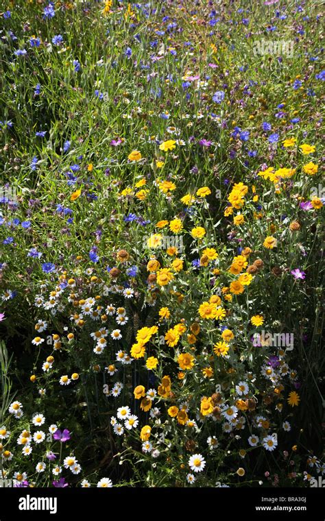 Flowers plants eden project hi-res stock photography and images - Alamy