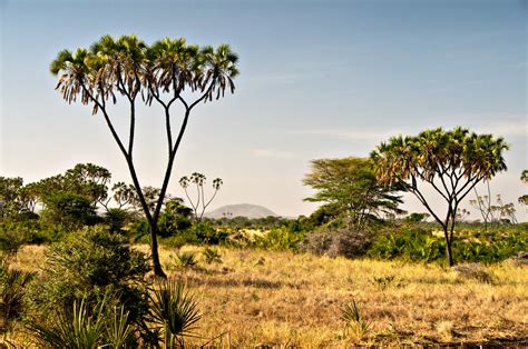 Beautiful Savanna landscape | LimeWave | Flickr