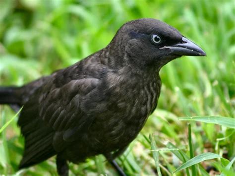 Blackbird Species in Alberta – Nature Blog Network