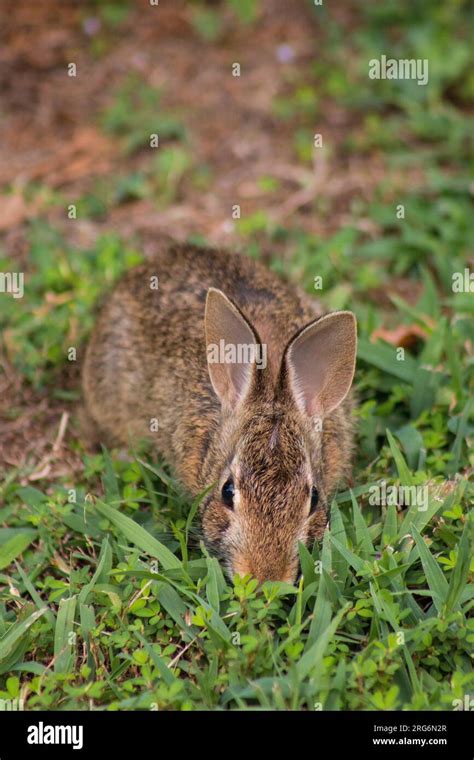 Baby cottontail rabbit (Sylvilagus floridanus) crouching down in grass Stock Photo - Alamy