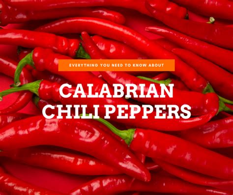 Unveiling Calabrian Chili Peppers: A Comprehensive Guide