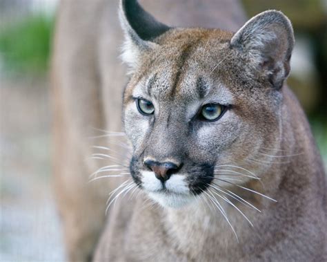 12 Alarming Facts About Florida Panthers (Animal) | My Awesome ... | Florida panther animal ...