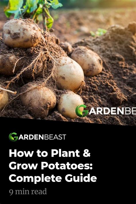 How to Grow Potatoes: Tips for Planting & Growing Complete Guide Planting Potatoes, Growing ...