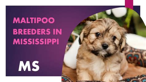 4 Maltipoo Breeders In Mississippi MS – Puppies for Sale