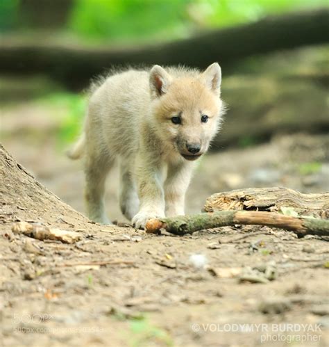 Arctic wolf pup by Volodymyr Burdyak / 500px