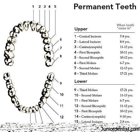 Eruption Timing / Sequence of Permanent teeth