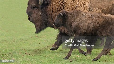 Bison Bull Baby Running High-Res Stock Photo - Getty Images