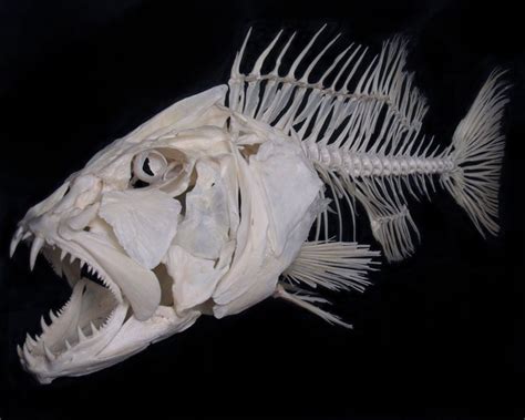 Cubera snapper fish skeleton bones | skeleton | Pinterest | Skeletons, Animal anatomy and ...