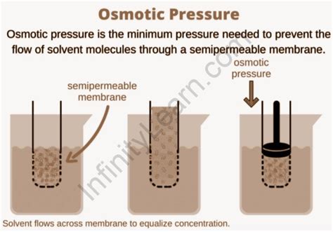 Osmotic Pressure And Hydrostatic Pressure