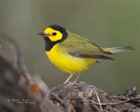 Here's how you can spot a Hooded Warbler in Louisiana