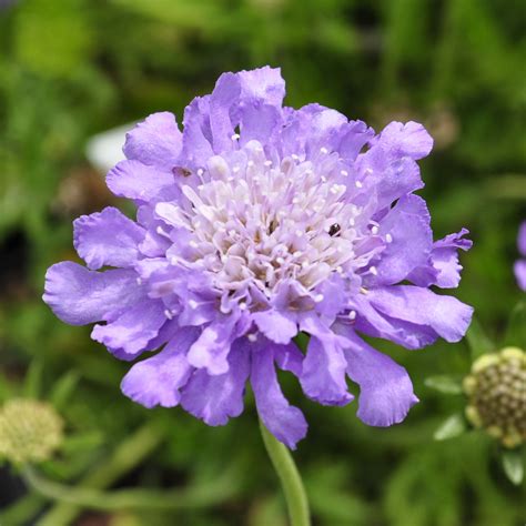 Scabiosa 'Butterfly Blue' | Claire Austin